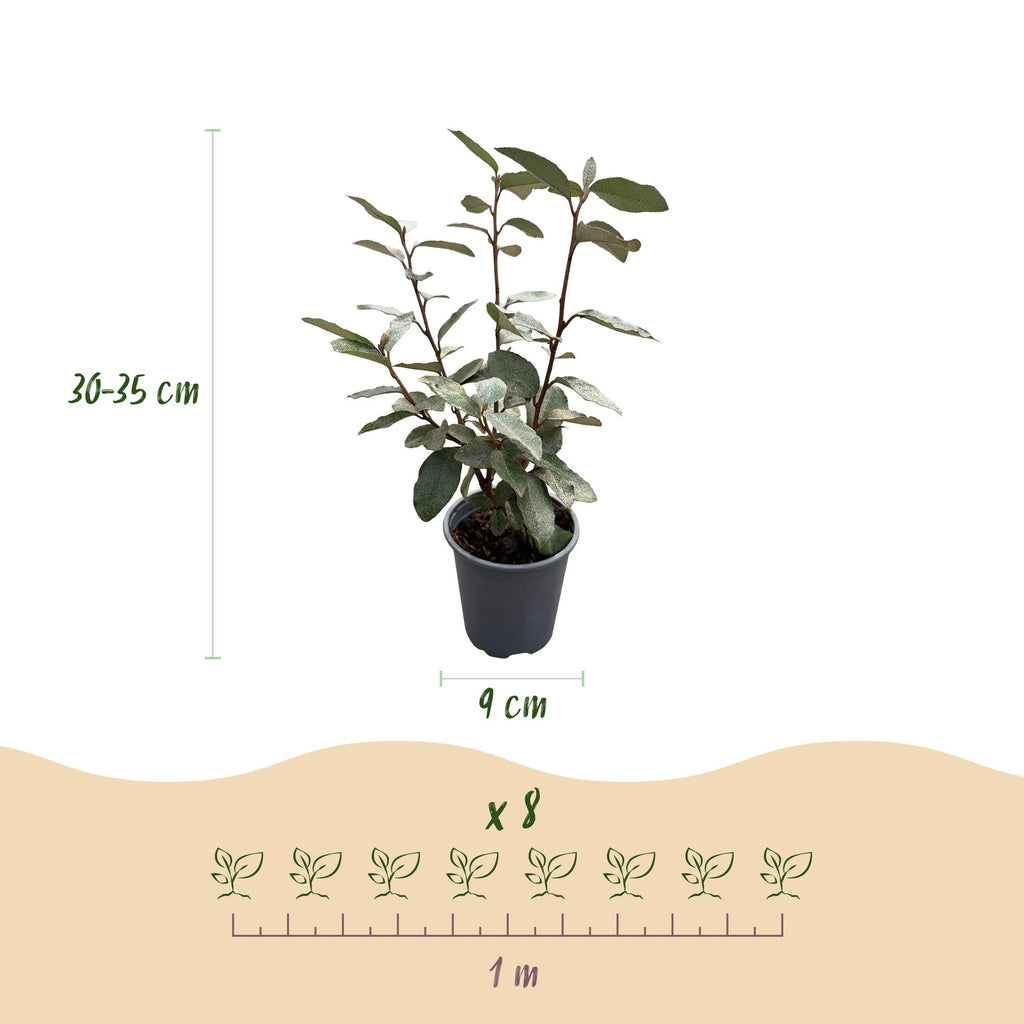 Ölweide Elaeagnus ebbingei Compacta – 8 Pflanzen für 1 lfm Hecke – Immergrün – 9cm – Höhe 30-35cm
