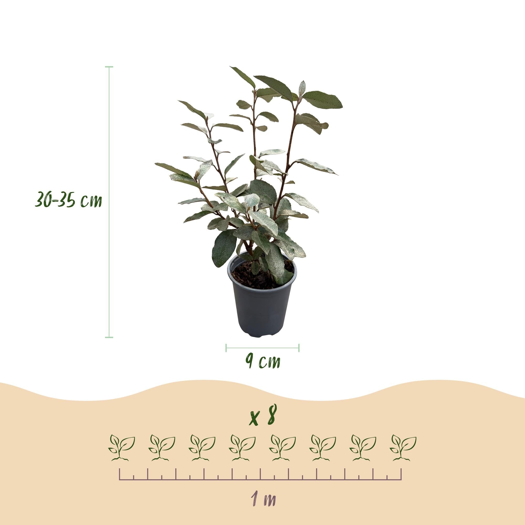 Ölweide Elaeagnus ebbingei Compacta – 8 Pflanzen für 1 lfm Hecke – Immergrün – 9cm – Höhe 30-35cm