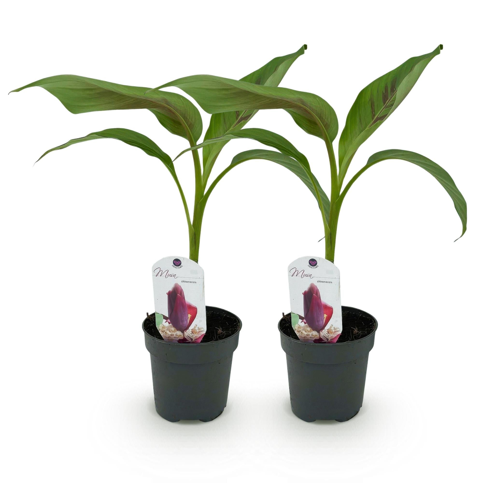 Bananenpflanze Musa sikkimensis Red Tiger – Tropische Gartenbanane – Ø12cm, Höhe ca. 30cm – Plant