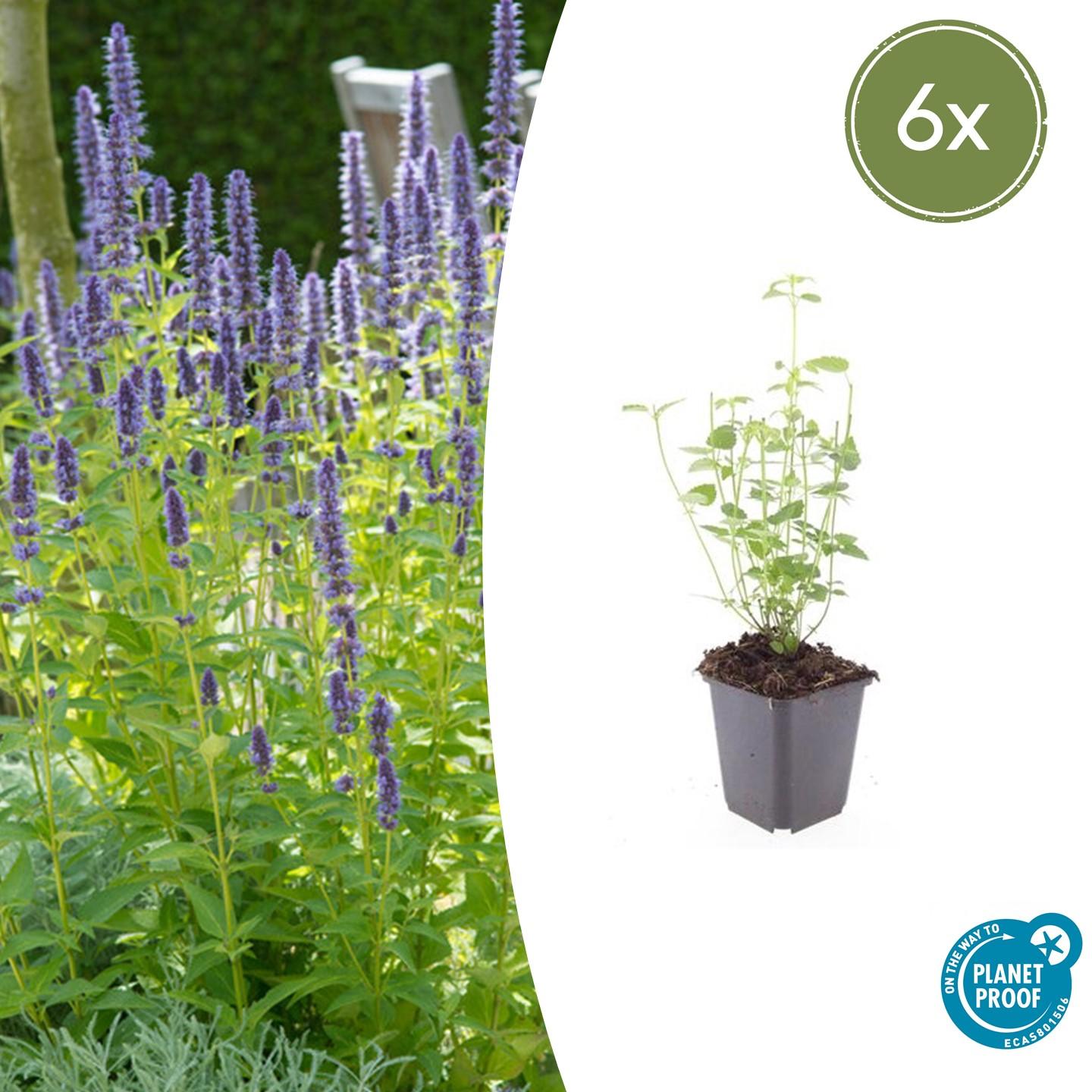 Asiatische Duftnessel Agastache 'Black Adder' – Staude mit dunkelvioletten Blüten – Ø9cm – Blütezeit Sommer bis Herbst – Plant