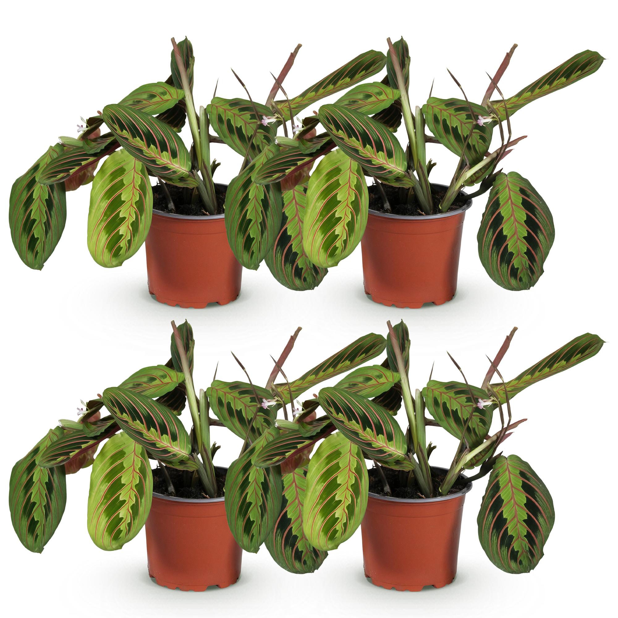 Maranta Fascinator Tricolour Gebetspflanze Pfeilwurz – Grün mit roten Adern – im Set – Topf 12cm – Höhe 30-35cm