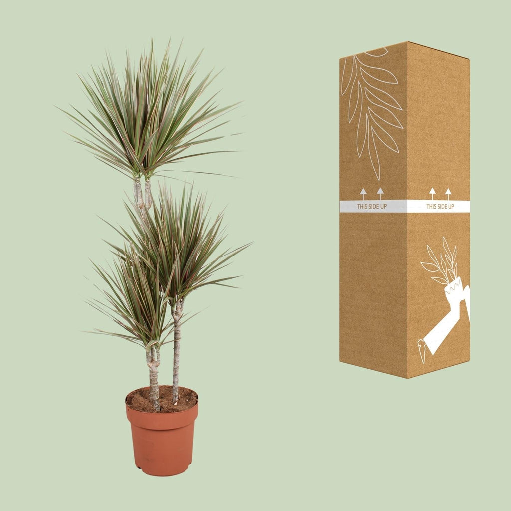 Drachenbaum Dracaena Bicolor Zimmerpflanze Ø21cm – Höhe ca.120cm – zweifarbiges Laub – pflegeleichte Grünpflanze für Wohnung & Büro – ideal bei Halbschatten – Plant