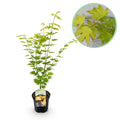 Japanischer Ahorn Acer palmatum 'Jordan' – Gelb – Grün – Balkon – & Gartenpflanze – Ø19cm – Ca. 70cm hoch – Plant