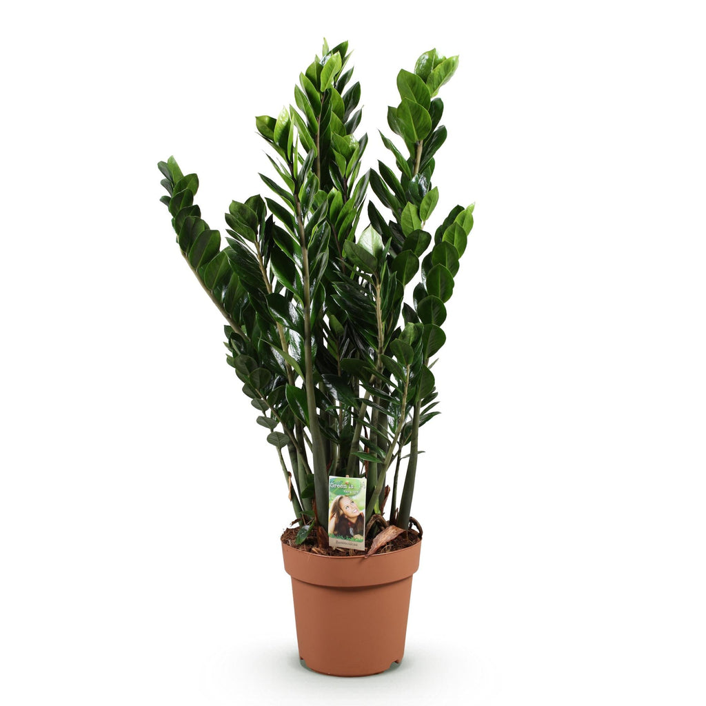 Zamioculcas – ZZ – Pflanze 80-90cm – 21cm – Pflegeleichte robuste Zimmerpflanze – Tiefgrüne glänzende Blätter – Plant