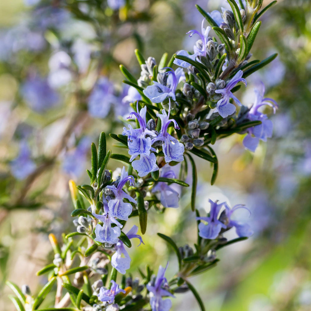 Rosmarin Rosmarinus officinalis – 19cm Höhe ca.90cm – Immergrün & winterhart – Lila Blüte – Aromatische Kräuterpflanze – Plant