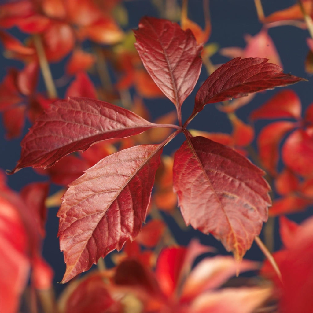 Selbstklimmender Mauerwein Parthenocissus Engelmannii – Kletterpflanze mit grünen & roten Blättern – 2 Pflanzen – 11cm x H40cm – Pflegeleicht – Plant