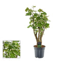Polyscias Balfouriana – Zimmerpflanze – Ø17cm – ca. 50cm hoch – Dekorativer Aralienstrauch – Pflegeleicht & buschig – Für helle bis halbschattige Innenräume – Plant