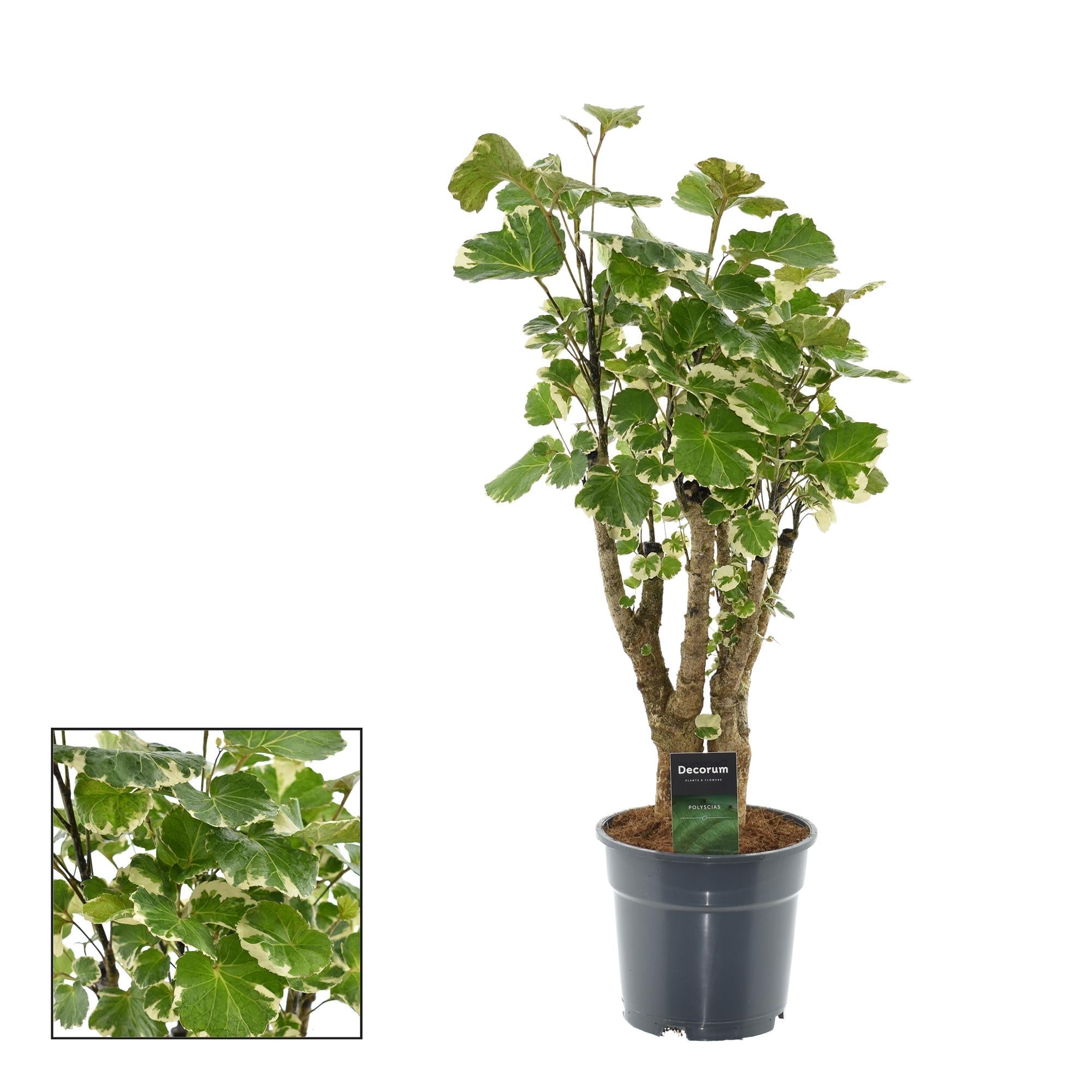 Polyscias Balfouriana – Zimmerpflanze – Ø17cm – ca. 50cm hoch – Dekorativer Aralienstrauch – Pflegeleicht & buschig – Für helle bis halbschattige Innenräume – Plant