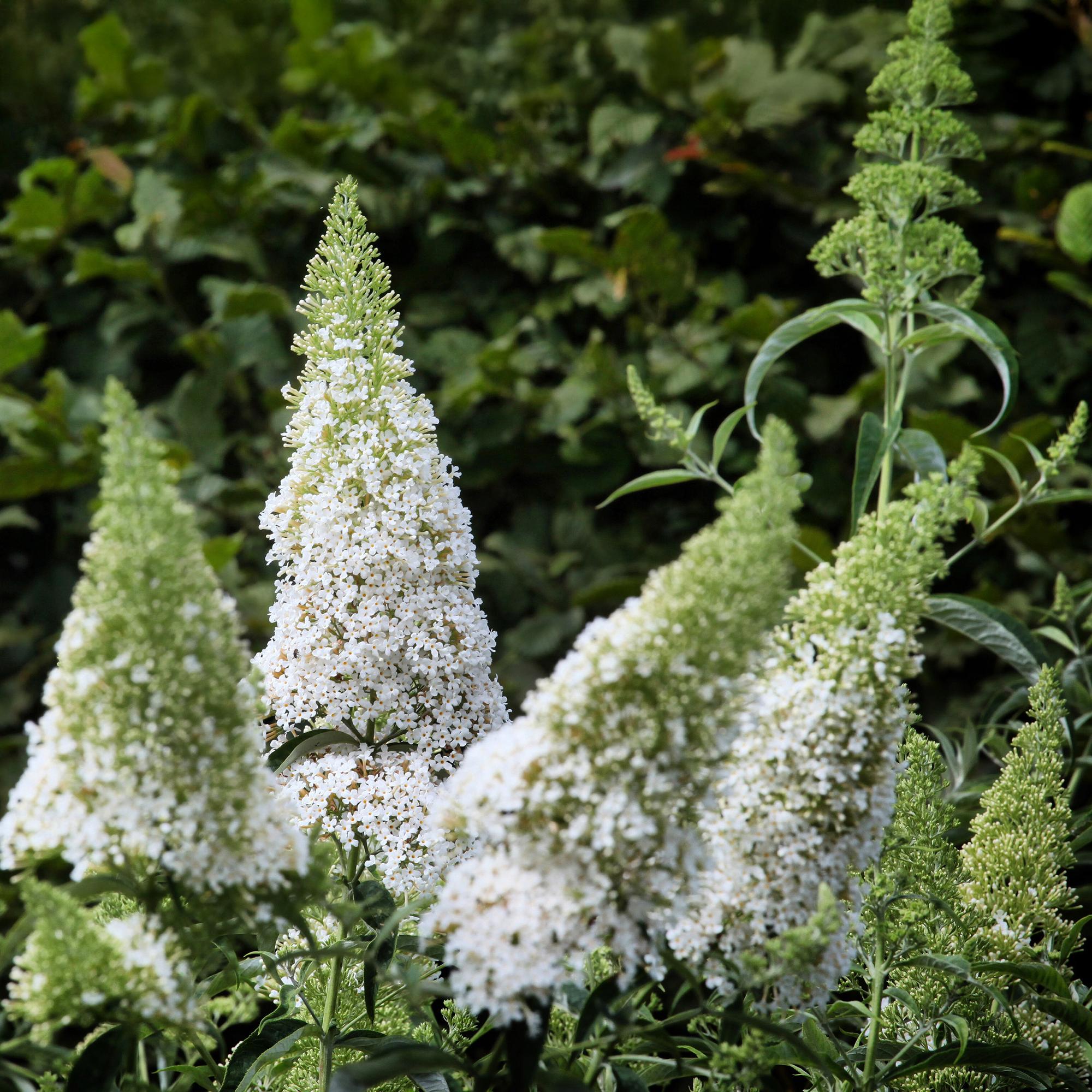 Schmetterlingsstrauch Buddleja davidii White Profusion – Weiße Blüten – Bienfreundlich & Schmetterlingsanziehend – Laubabwerfend – Höhe 17-25cm – Plant