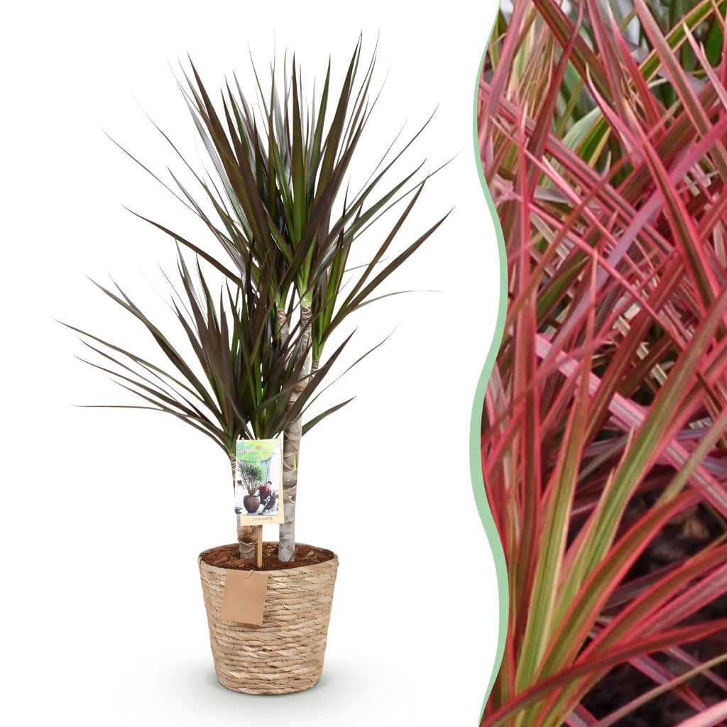 Dracaena Magenta – 70-80cm – 17cm inkl. Naturkorb – Pflegeleichter Drachenbaum – Rot – Grüne Zimmerpflanze mit eleganten Blättern – Ideal für Wohn – Plant