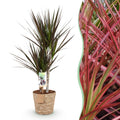 Dracaena Magenta – 70-80cm – 17cm inkl. Naturkorb – Pflegeleichter Drachenbaum – Rot – Grüne Zimmerpflanze mit eleganten Blättern – Ideal für Wohn – Plant