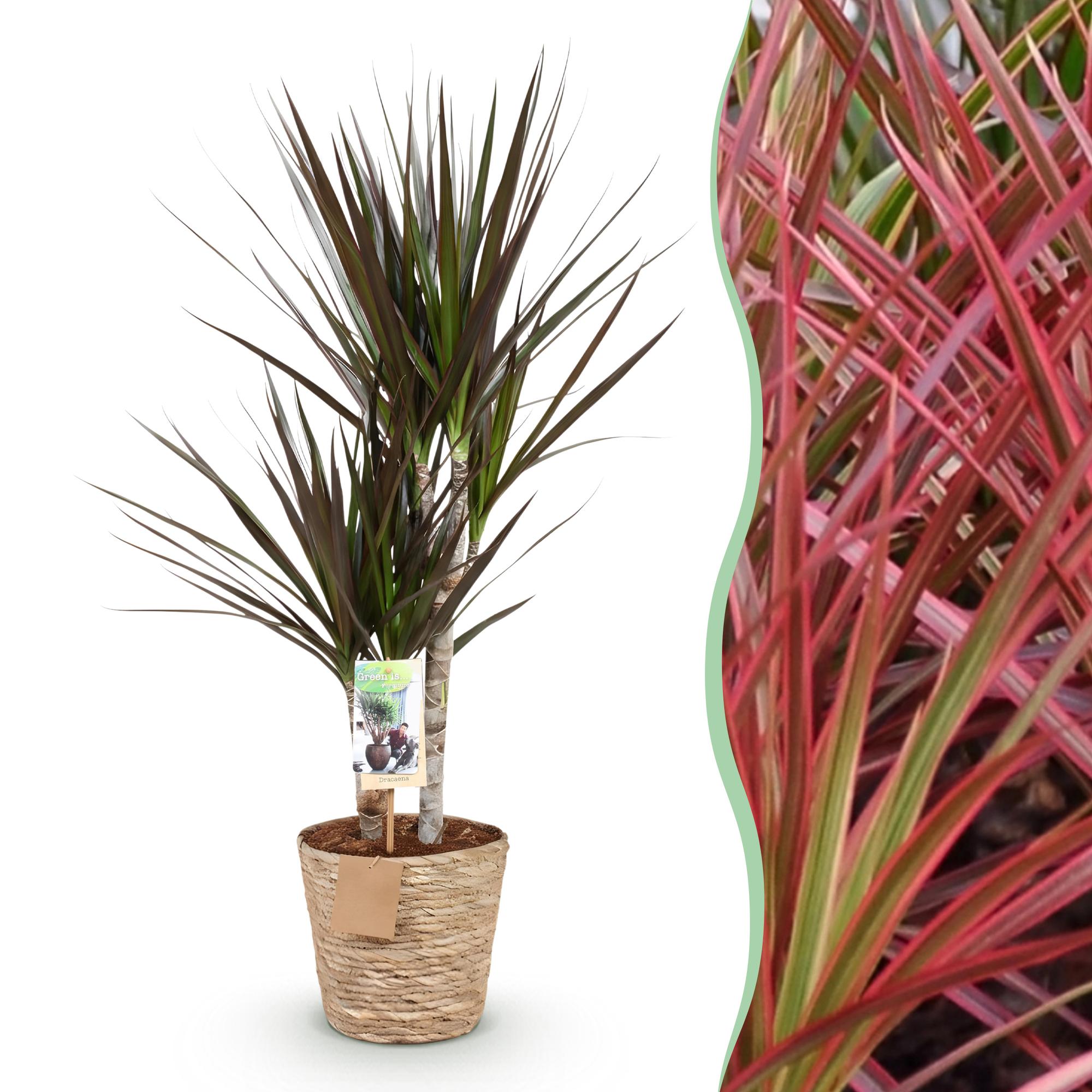 Dracaena Magenta – 70-80cm – 17cm inkl. Naturkorb – Pflegeleichter Drachenbaum – Rot – Grüne Zimmerpflanze mit eleganten Blättern – Ideal für Wohn – Plant
