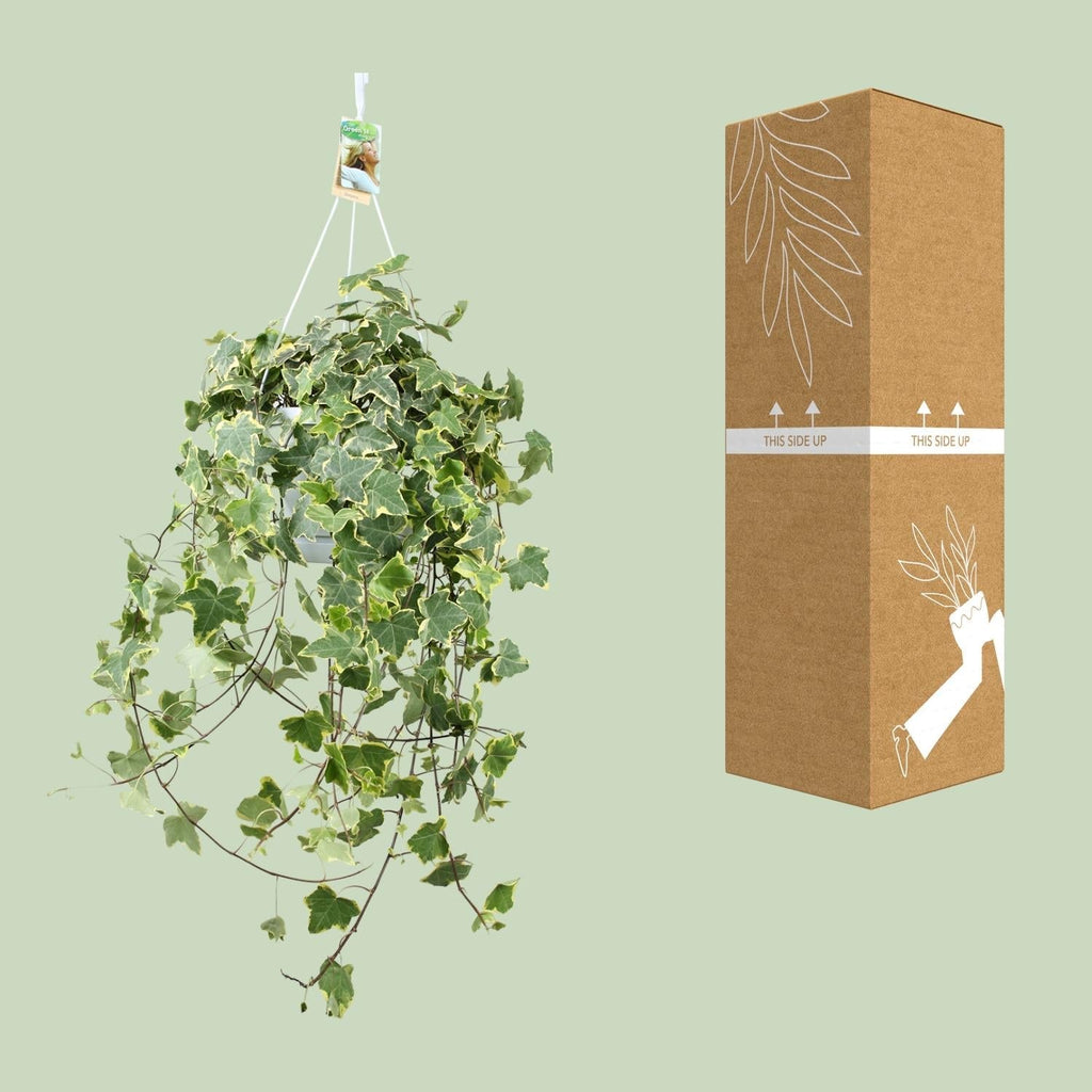 Efeu – Hedera Helix 'Gold Child' – Zimmerpflanze – Ø24cm – Höhe ca. 60cm – Hängend & Rankend – Luftreinigend – Pflegeleicht – Plant