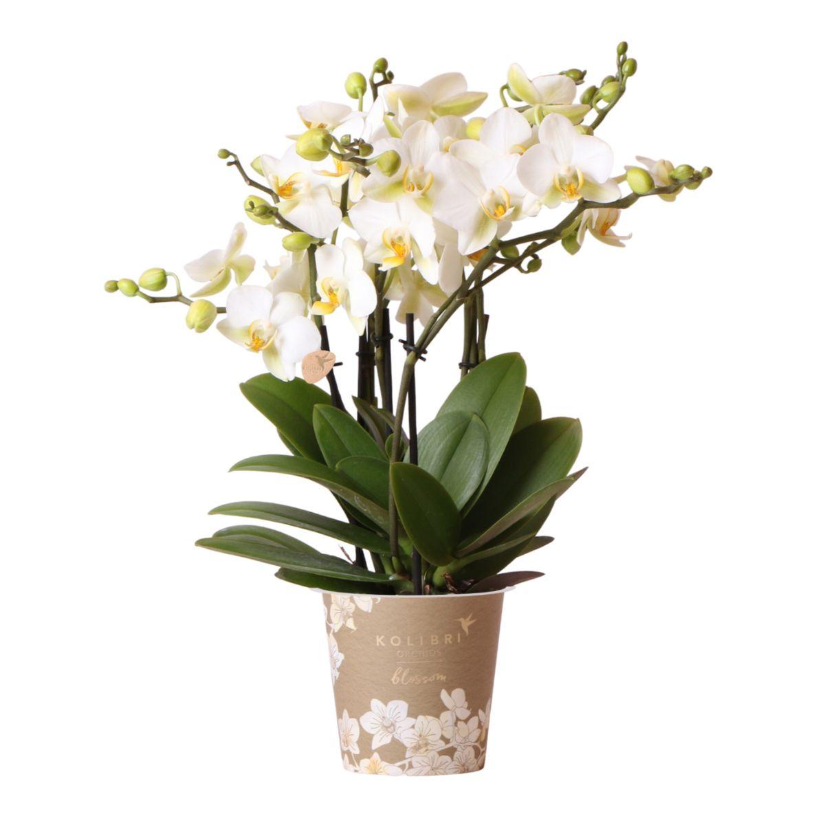 Phalaenopsis Orchidee Lausanne – Weiß – Ø12cm – 2-3 Zweige – Elegante Zimmerpflanze mit vielen Blüten – Für Wohnzimmer, Büro & Bad – Plant