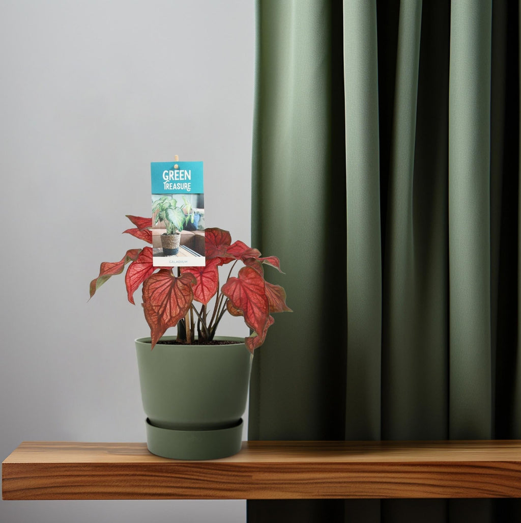 Caladium Rot – Angel Wings – Ø12cm – ↕25cm – Tropische Zimmerpflanze mit roten Blättern – Pflegeleicht & dekorativ – Für halbschattige Standorte – Plant