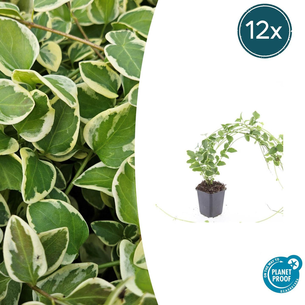 Kleines Immergrün Vinca major 'Variegata' – ↕10-25cm – Ø9cm – Bodendecker – Wintergrün – Schattentauglich – Unterpflanzung – Plant