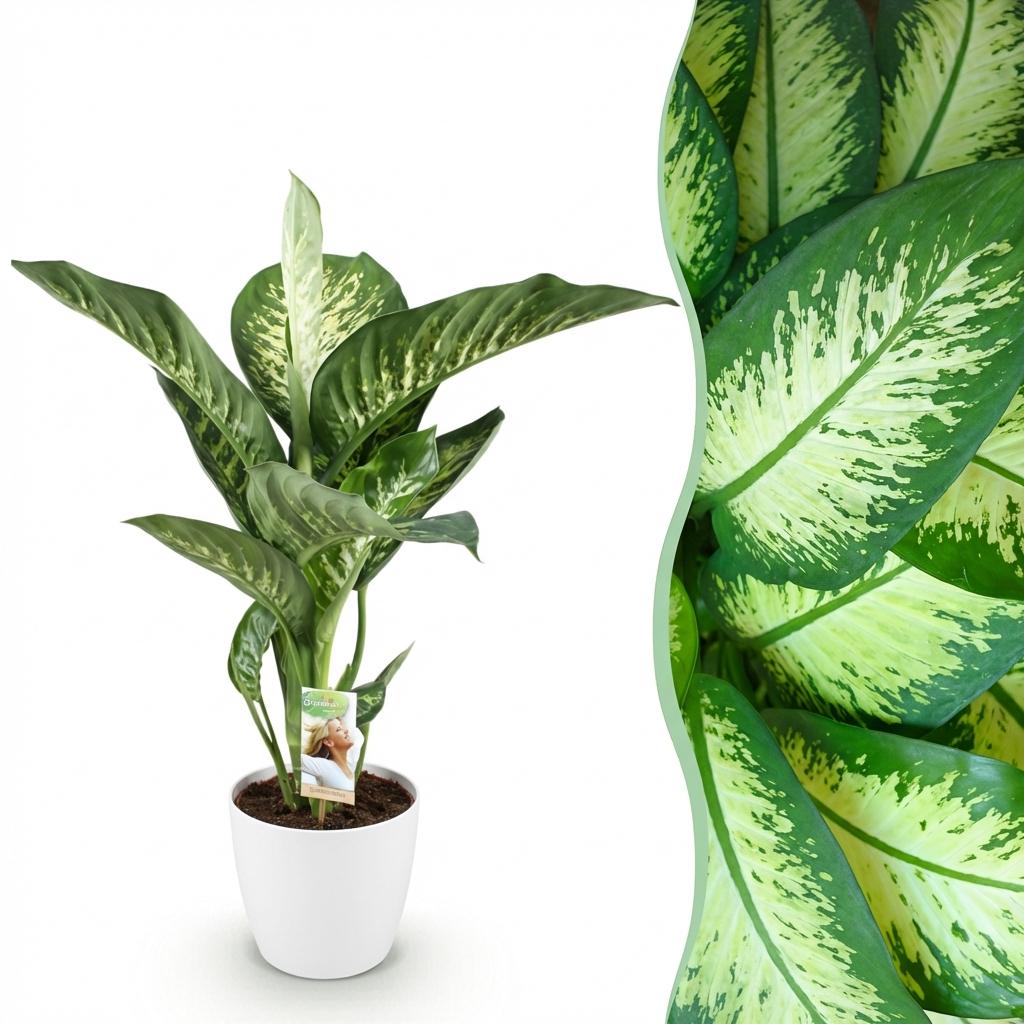 Dieffenbachia Tropic Snow Zimmerpflanze mit weißem Topf Ø21cm Höhe 90-100cm Pflegeleichte große Grünpflanze mit weiß