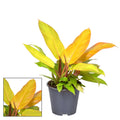 Philodendron Prince Of Orange – Zimmerpflanze – Ø14cm – ↕35cm – Farbwechselndes Laub von Orange bis Grün – Pflegeleicht & dekorativ