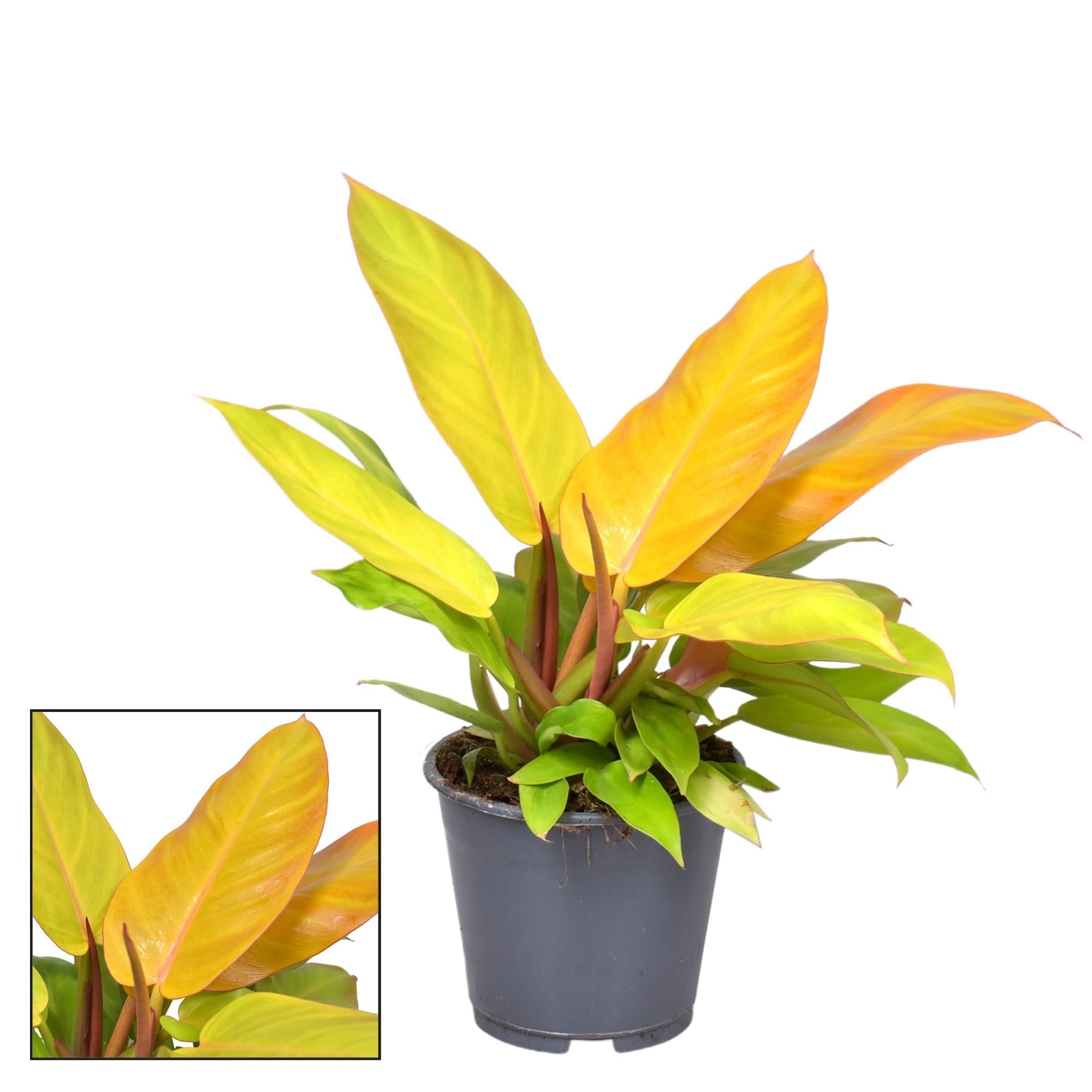 Philodendron Prince Of Orange – Zimmerpflanze – Ø14cm – ↕35cm – Farbwechselndes Laub von Orange bis Grün – Pflegeleicht & dekorativ