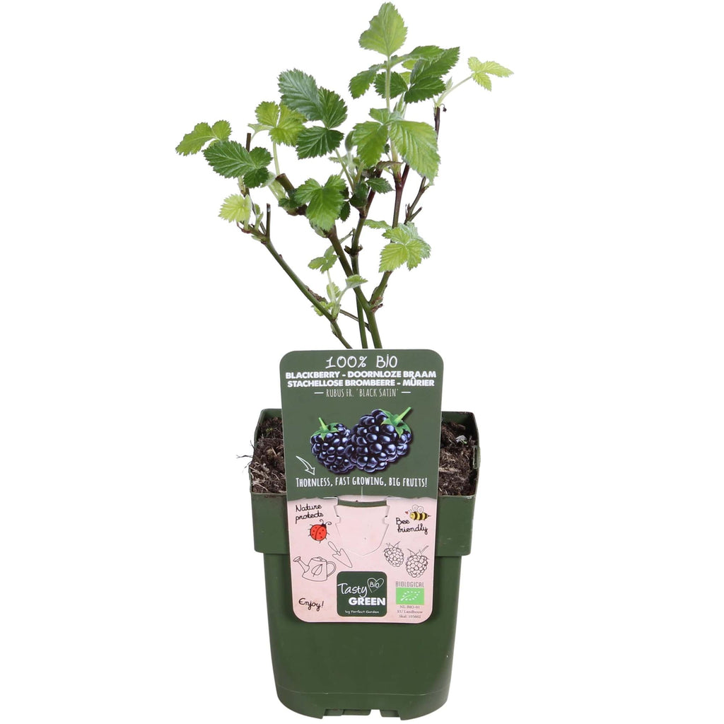 Brombeere - Rubus fruticosus Black Satin - Dornenlose Brombeerpflanze - Ø13cm - Höhe ca. 45cm - Winterharte Obstpflanze für Garten und Terrasse – Plant