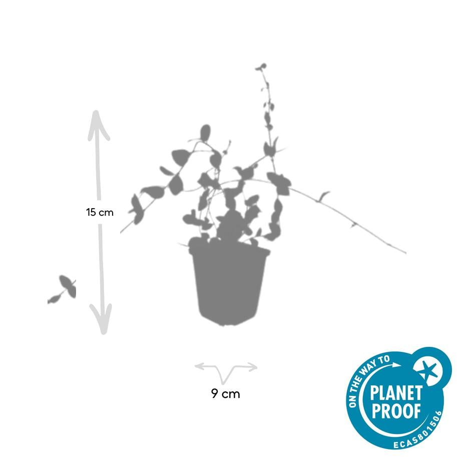 Kleinblättriges Immergrün Vinca minor 'Blue and Gold' – ↕10-25cm – Ø9cm – Wintergrüner Bodendecker mit goldgelbem Laub – Blau-lila Blüten – Für Beete & schattige Bereiche – Pflegeleicht & robust – Plant