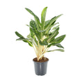 Aglaonema „Keylime“ – Zimmerpflanze mit hellgrünen Blättern – Höhe ca. 70cm – Ø21cm – Pflegeleichte & dekorative Blattpflanze für Wohnzimmer, Büro & Innenräume