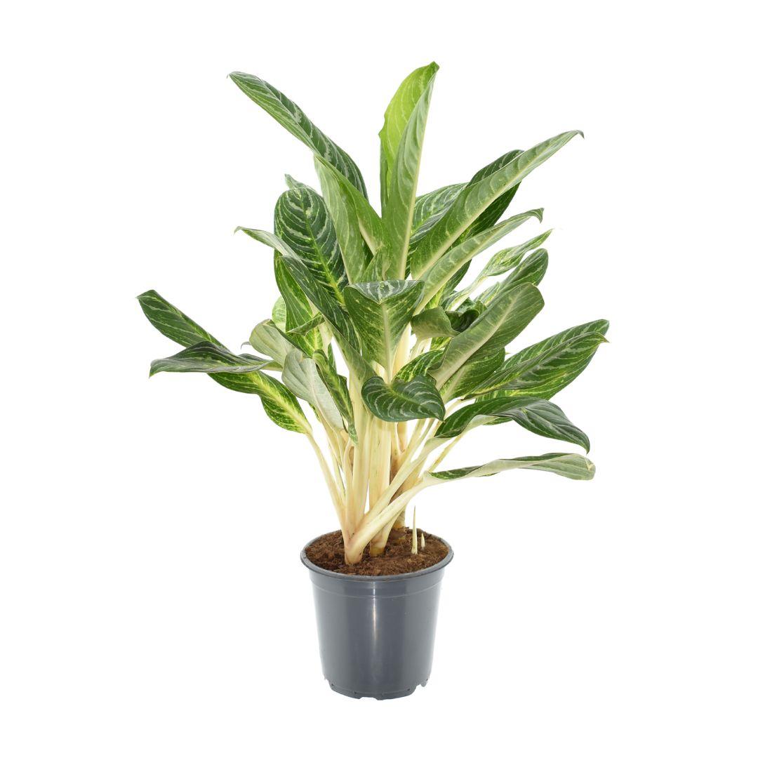 Aglaonema „Keylime“ – Zimmerpflanze mit hellgrünen Blättern – Höhe ca. 70cm – Ø21cm – Pflegeleichte & dekorative Blattpflanze für Wohnzimmer, Büro & Innenräume