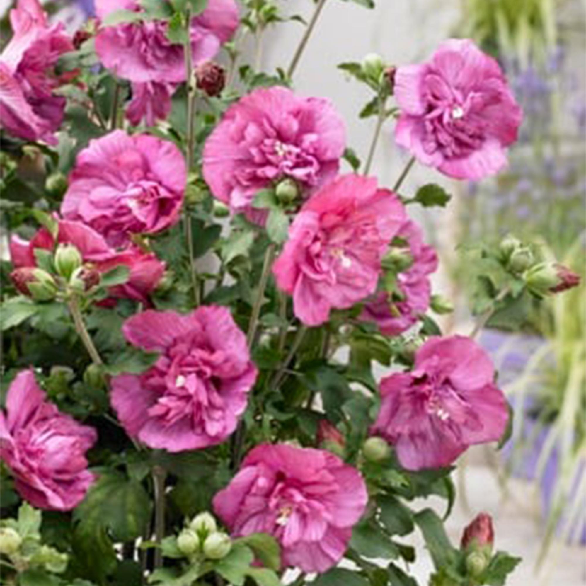 Hibiscus syriacus Magenta Chiffon – Blühende Stamm – Pflanze mit magentafarbenen Blüten – Laubabwerfend & pflegeleicht – Topf Ø19cm – Höhe ca. 90cm – Plant