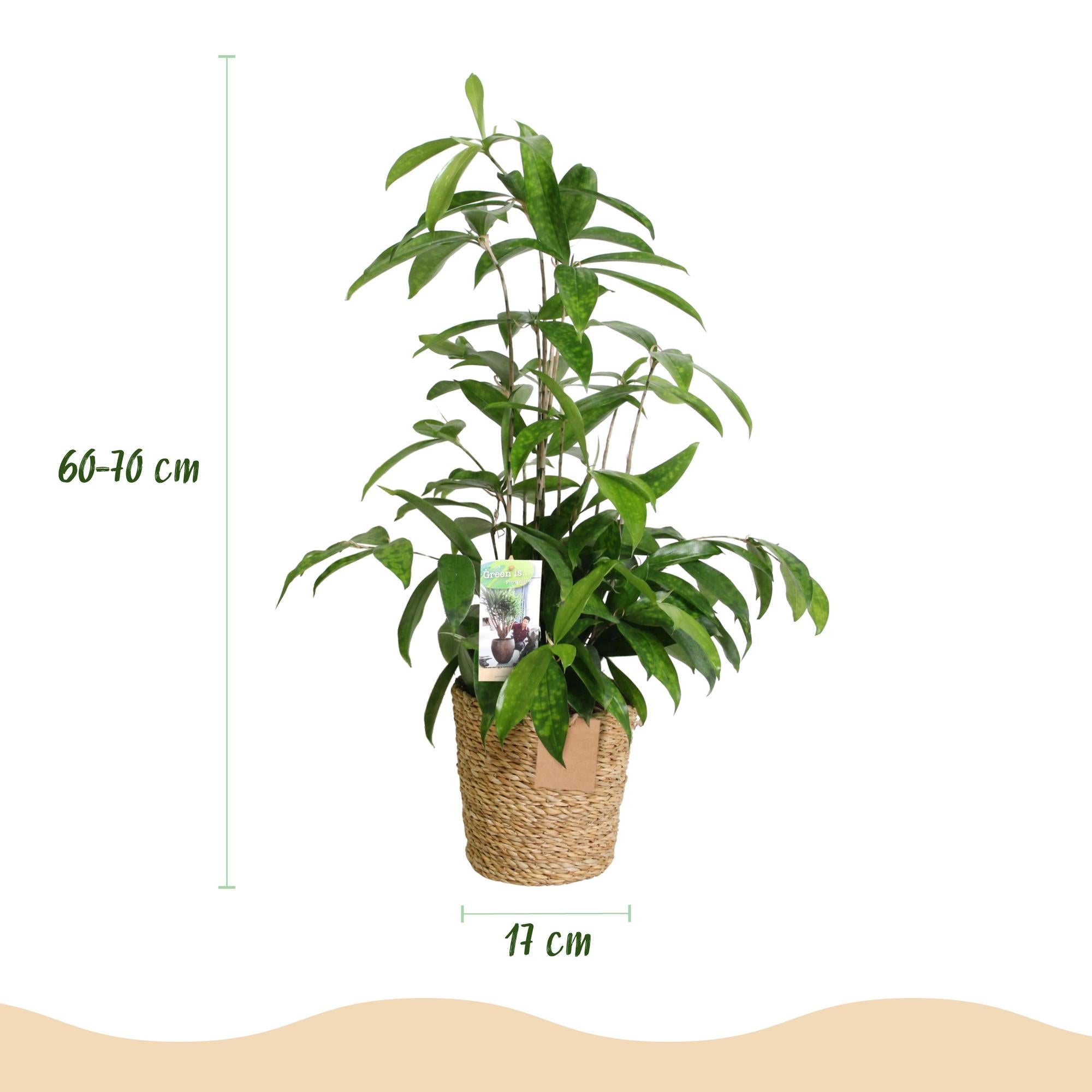 Dracaena surculosa – 60-70cm – 17cm inkl. Naturkorb – Pflegeleichter Drachenbaum – Grün gesprenkeltes Blattwerk