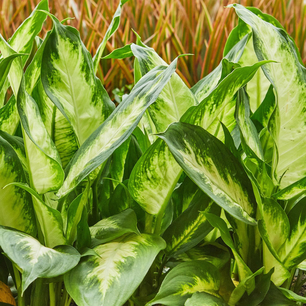Dieffenbachia Camilla – 45-50cm – 17cm inkl. Naturkorb – Pflegeleichte bunte Zimmerpflanze – Grün – creme gemustertes Blattwerk – Plant