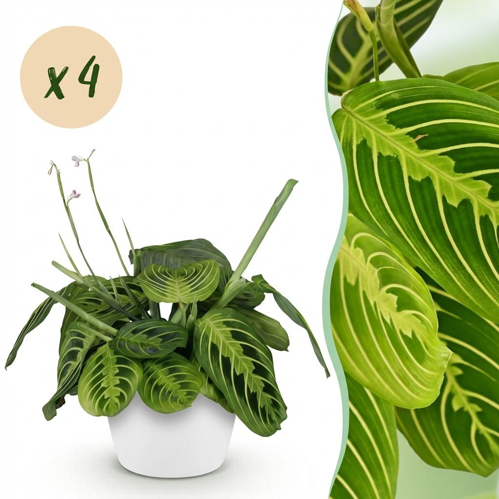 Maranta Fascinator Lemon Lime Gebetspflanze – 4er Set Zimmerpflanzen im weißen Topf Ø12cm Höhe25cm – Haustierfreundliche Grünpflanze – Pflegeleicht