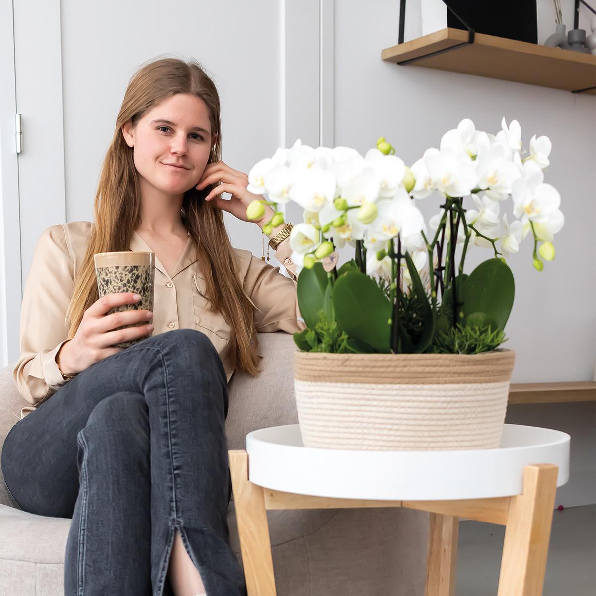 Orchideen Set Weiß im Baumwollkorb mit Wassertank – 3 Phalaenopsis Orchidee 12cm + Rhipsalis & Tillandsie – Deko Orchideen Arrangement mit integriertem Bewässerungssystem – Plant