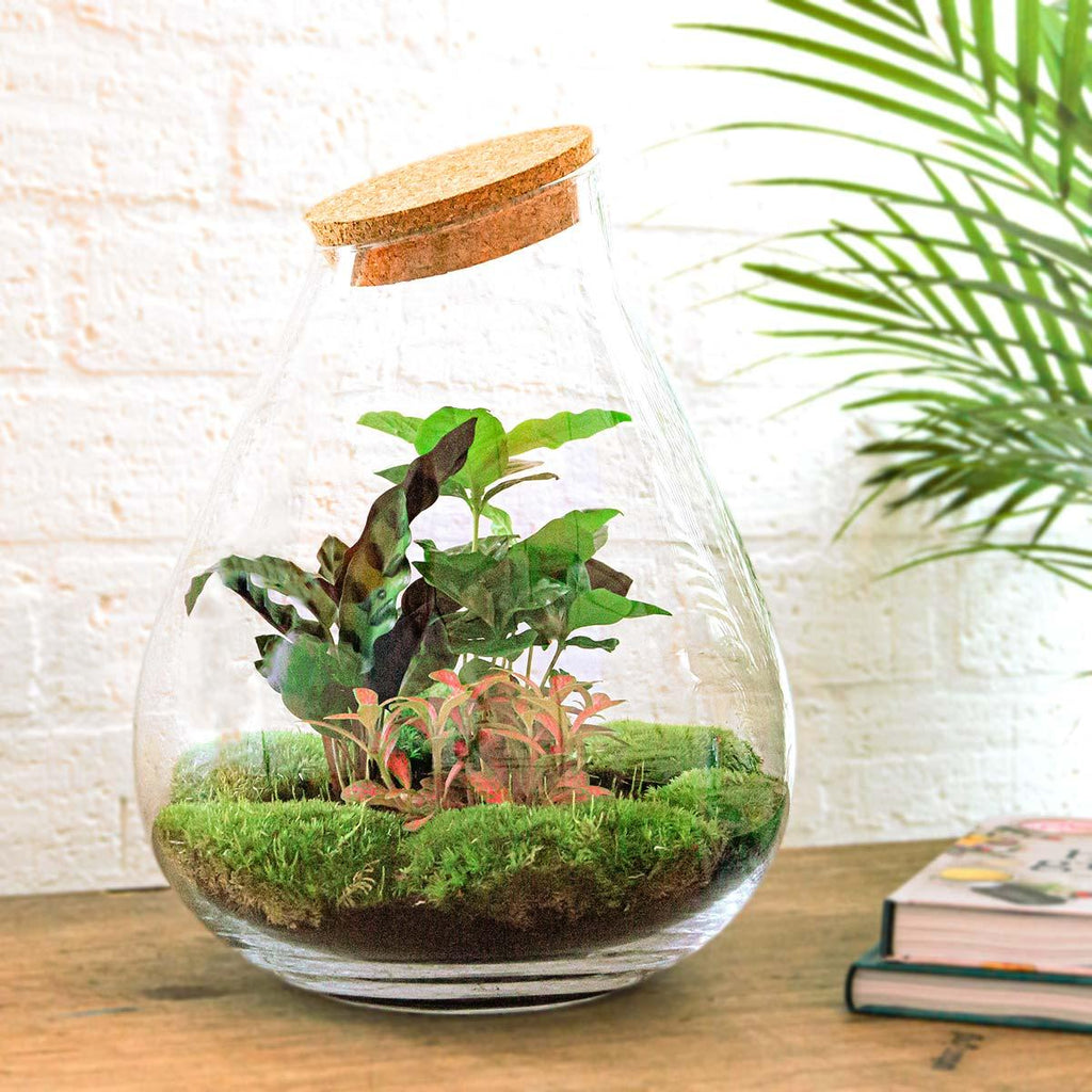 Flaschengarten Drop XL – Do – it – yourself Terrarium mit Korkdeckel – Ø29cm x H37cm – DIY – Pflanzset mit Coffea Arabica, Calathea & Fittonia – Plant