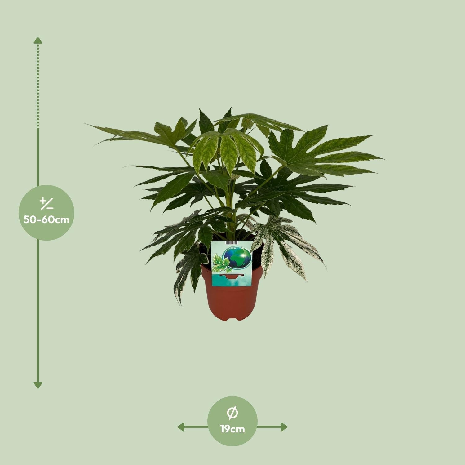 Weiß – Bunte Zimmeraralie Fatsia Japonica Variegata Spiderweb – Zimmerpflanze – Ø19cm ↕60cm – Immergrüne Zierpflanze mit panaschiertem Laub – Plant