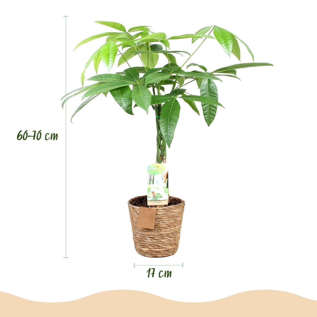 Pachira Aquatica – 60-70cm – 17cm inkl. Naturkorb – Pflegeleichter Geldbaum mit geflochtenem Stamm – Plant