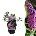 Schmetterlingsstrauch Buddleja davidii Pink Delight – Rosa Blüten – Schmetterlingsfreundlich – Laubabwerfend – 17cm x H25cm – Pflegeleicht – Plant
