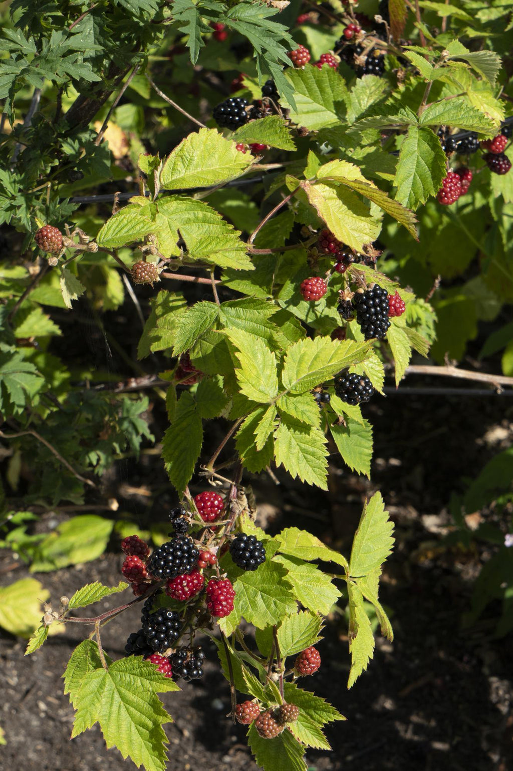 Brombeere - Rubus fruticosus Black Satin - Dornenlose Brombeerpflanze - Ø13cm - Höhe ca. 45cm - Winterharte Obstpflanze für Garten und Terrasse – Plant