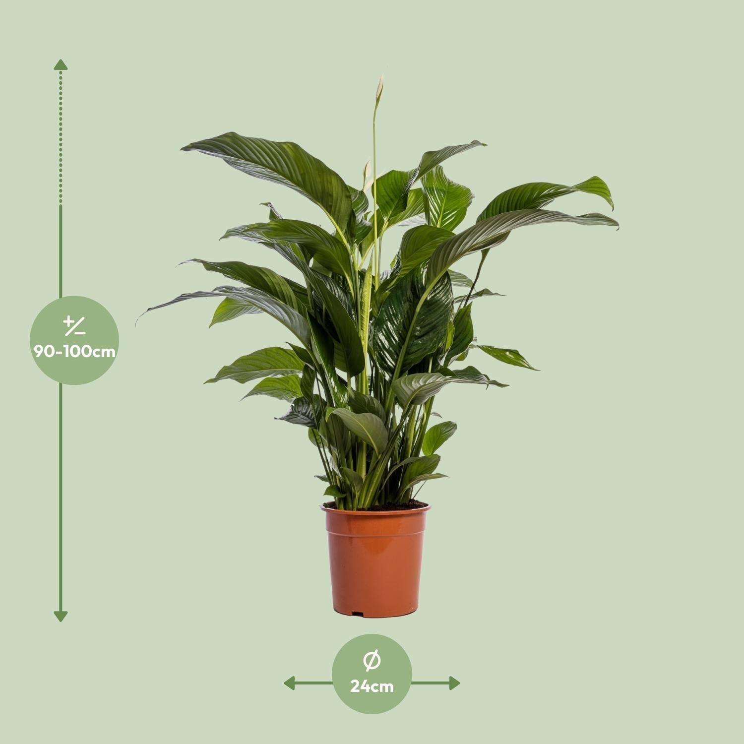 Einblatt – Spathiphyllum Bellini – Zimmerpflanze – Ø24cm – ↕100cm – Friedenslilie – Luftreinigend – Halbschatten – Pflegeleicht – Plant