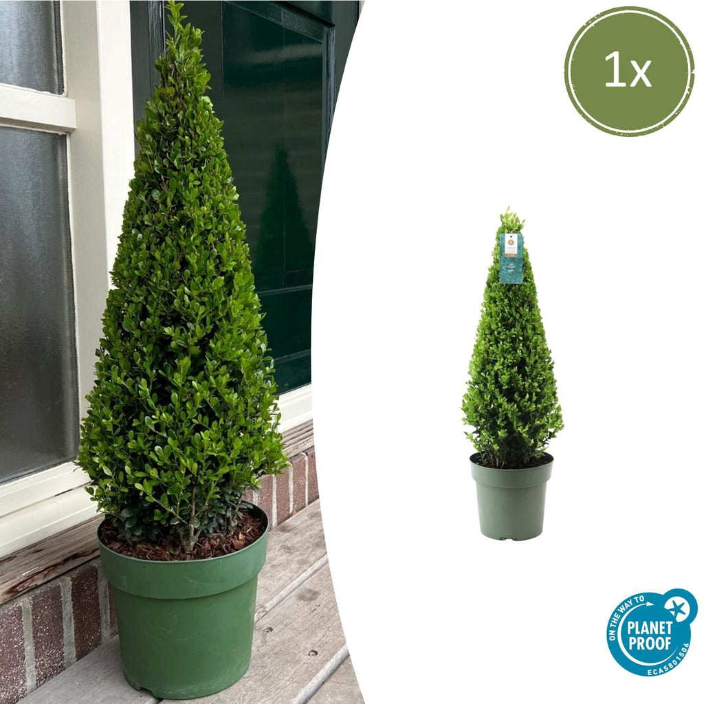 Stechpalme Ilex crenata Pyramide – ↕55cm – Ø21cm – Immergrüner, winterharter Buchsbaum – Ersatz für Garten, Terrasse & Topf – Plant
