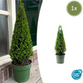 Stechpalme Ilex crenata Pyramide – ↕55cm – Ø21cm – Immergrüner, winterharter Buchsbaum – Ersatz für Garten, Terrasse & Topf – Plant