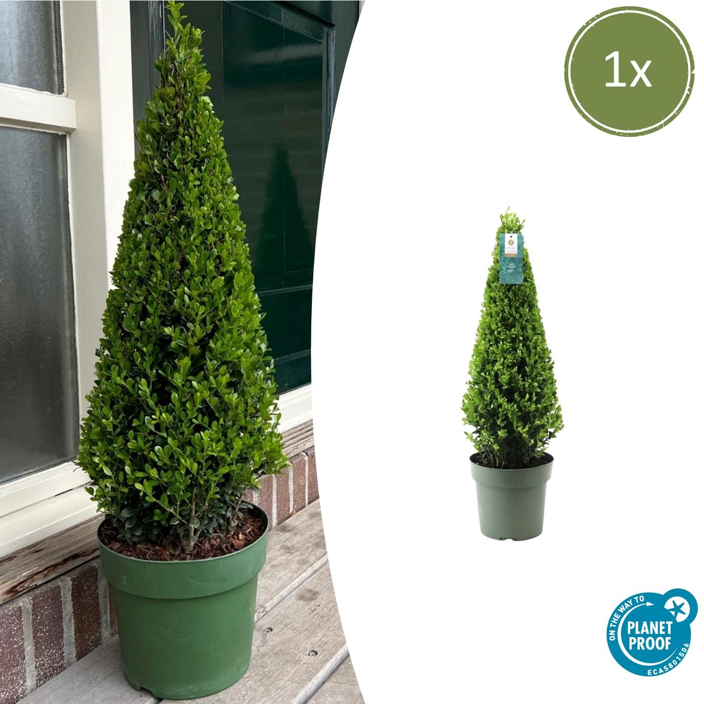 Stechpalme Ilex crenata Pyramide – ↕55cm – Ø21cm – Immergrüner, winterharter Buchsbaum – Ersatz für Garten, Terrasse & Topf – Plant