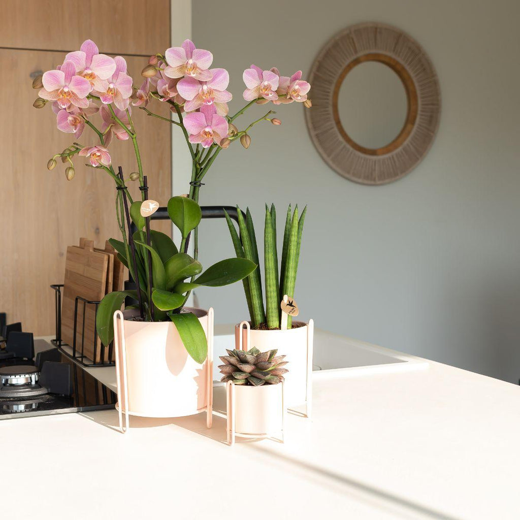 Phalaenopsis Orchidee – Treviso Altrosa – Ø9cm – Blühende Zimmerpflanze – Elegante Deko-Orchidee – Frisch vom Züchter – Plant