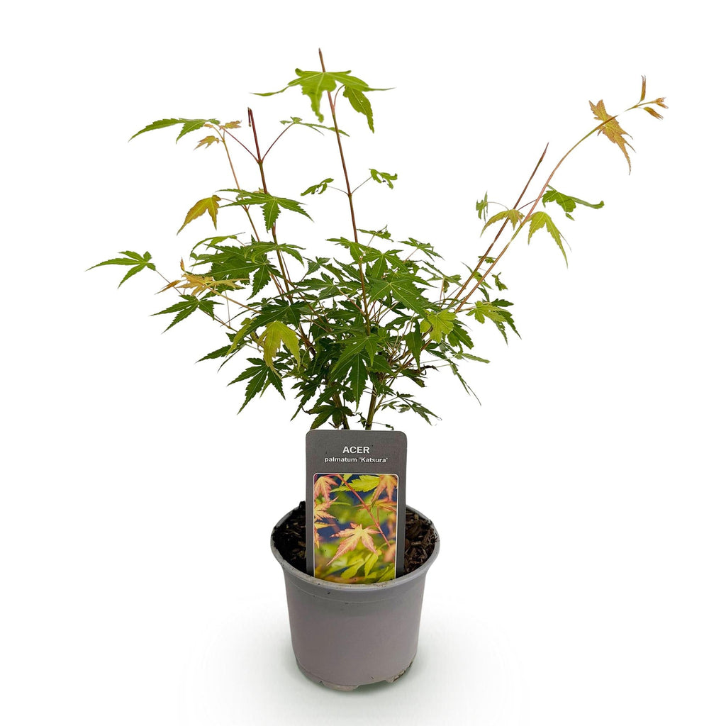 Ahorn Acer palmatum Katsura – 12cm – Höhe ca. 35cm – Frischgrüner Austrieb & goldene Herbstfärbung – Laubabwerfender pflegeleichter Zierstrauch – Plant