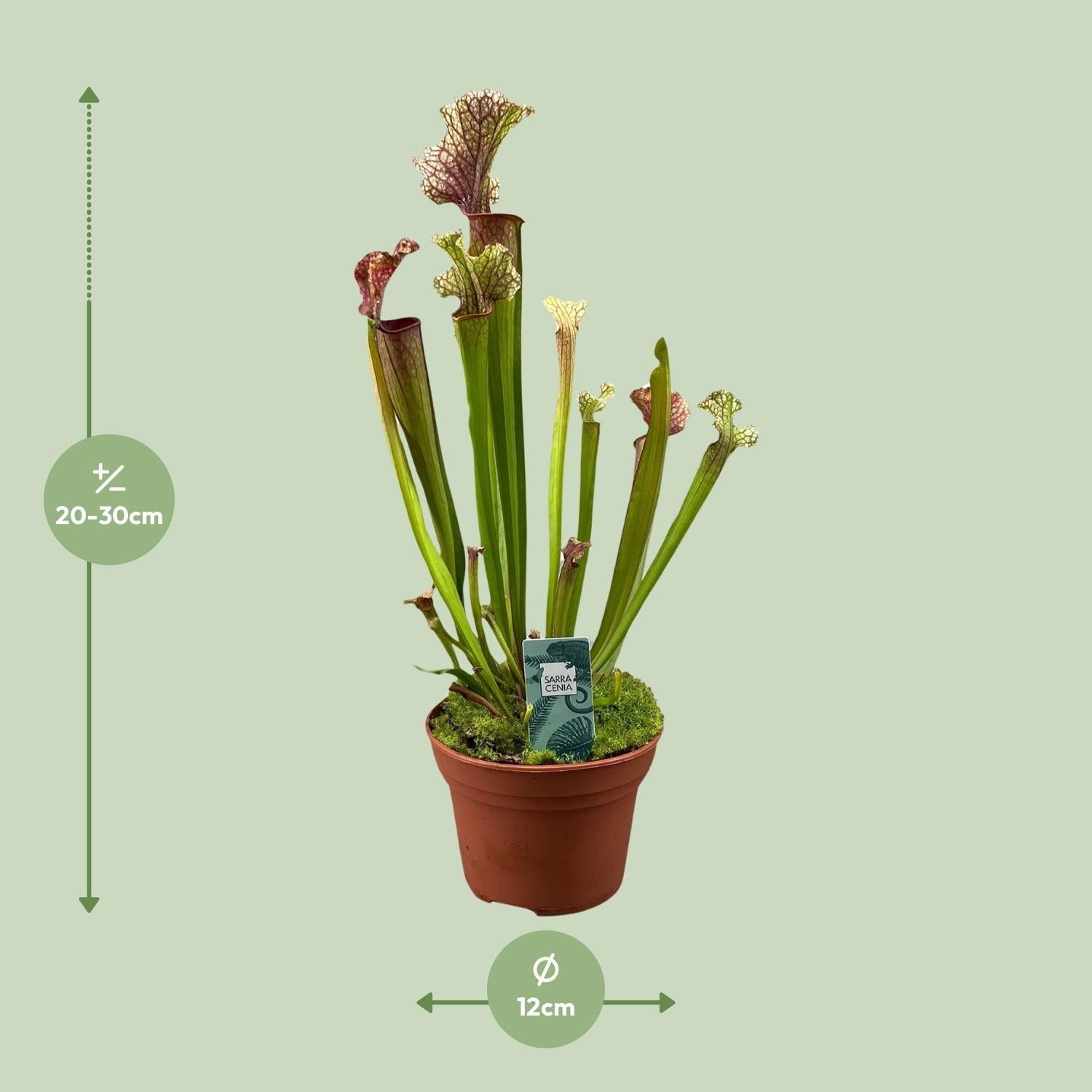 Schlauchpflanze Sarracenia 'Judith Hindle' – Karnivore Zimmerpflanze – Ø12cm – ca. 30cm hoch – Exotisch & pflegeleicht – Für helle bis halbschattige Standorte – Plant