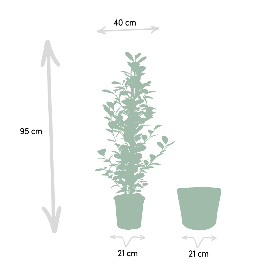 Ficus microcarpa Moclame – Ø21cm – ↕95cm inkl. Naturkorb – Pflegeleichte luftreinigende Zimmerpflanze – Edle Ficus – für Zimmer & Büro – Plant