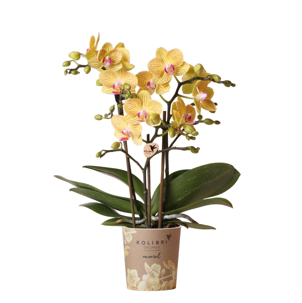Phalaenopsis Orchidee Gelb ‘Lima’ – Ø9cm – Kompakte Zimmerpflanze mit 2-3 Blütenstielen – Gelbe Blüten mit rotem Muster & violetter Lippe – Plant