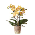 Phalaenopsis Orchidee Gelb ‘Lima’ – Ø9cm – Kompakte Zimmerpflanze mit 2-3 Blütenstielen – Gelbe Blüten mit rotem Muster & violetter Lippe – Plant