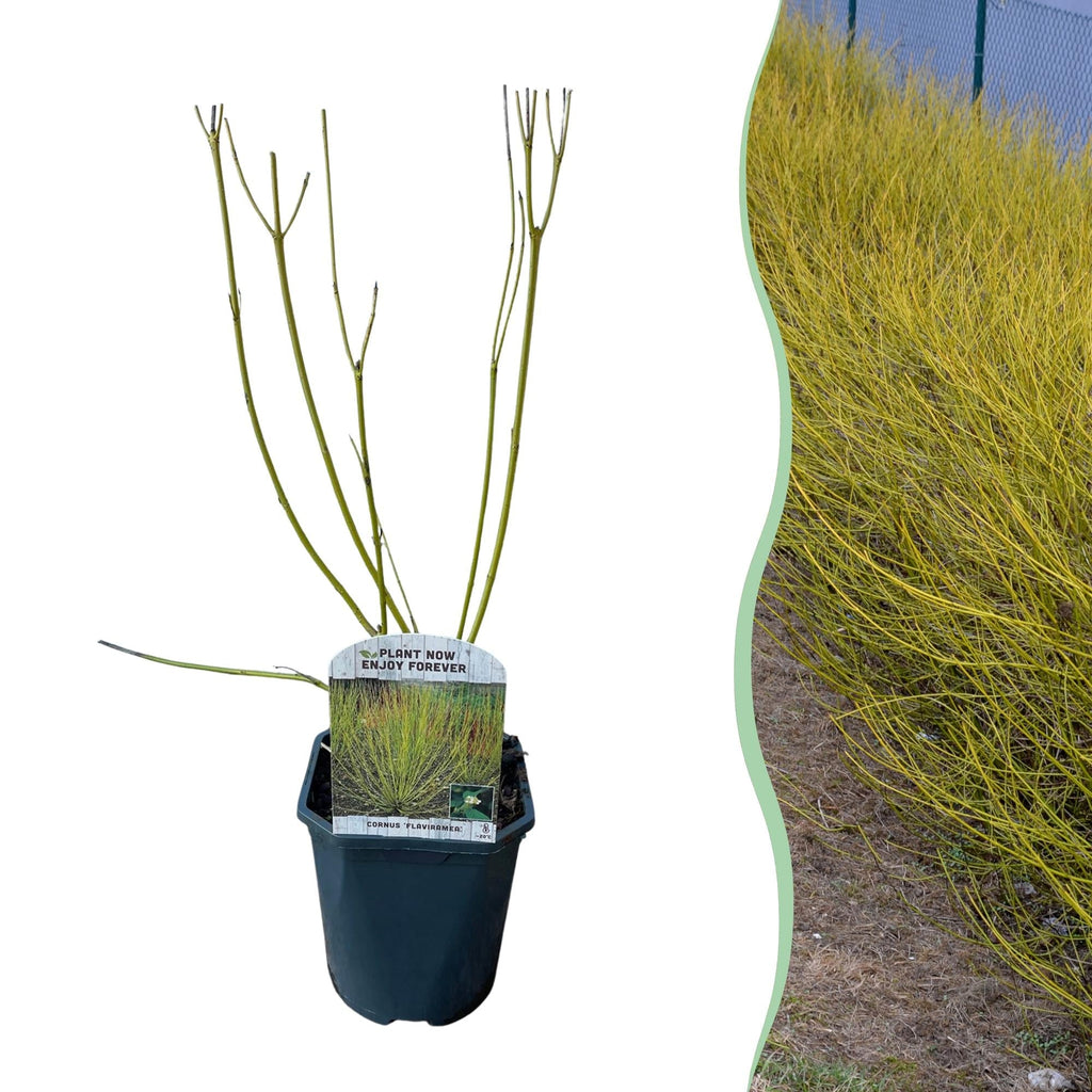 Cornus alba Flaviramea – Zierstrauch mit gelben Zweigen – 17cm – Höhe ca. 45cm – Laubabwerfender Hartriegel – Pflegeleicht & winterhart – Plant