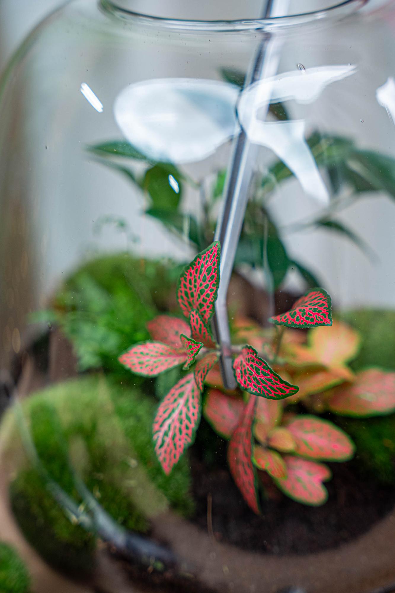 Terrarienpinzette – Edelstahl – 26cm – Lange Greifpinzette für Terrarium & Flaschengarten – Plant