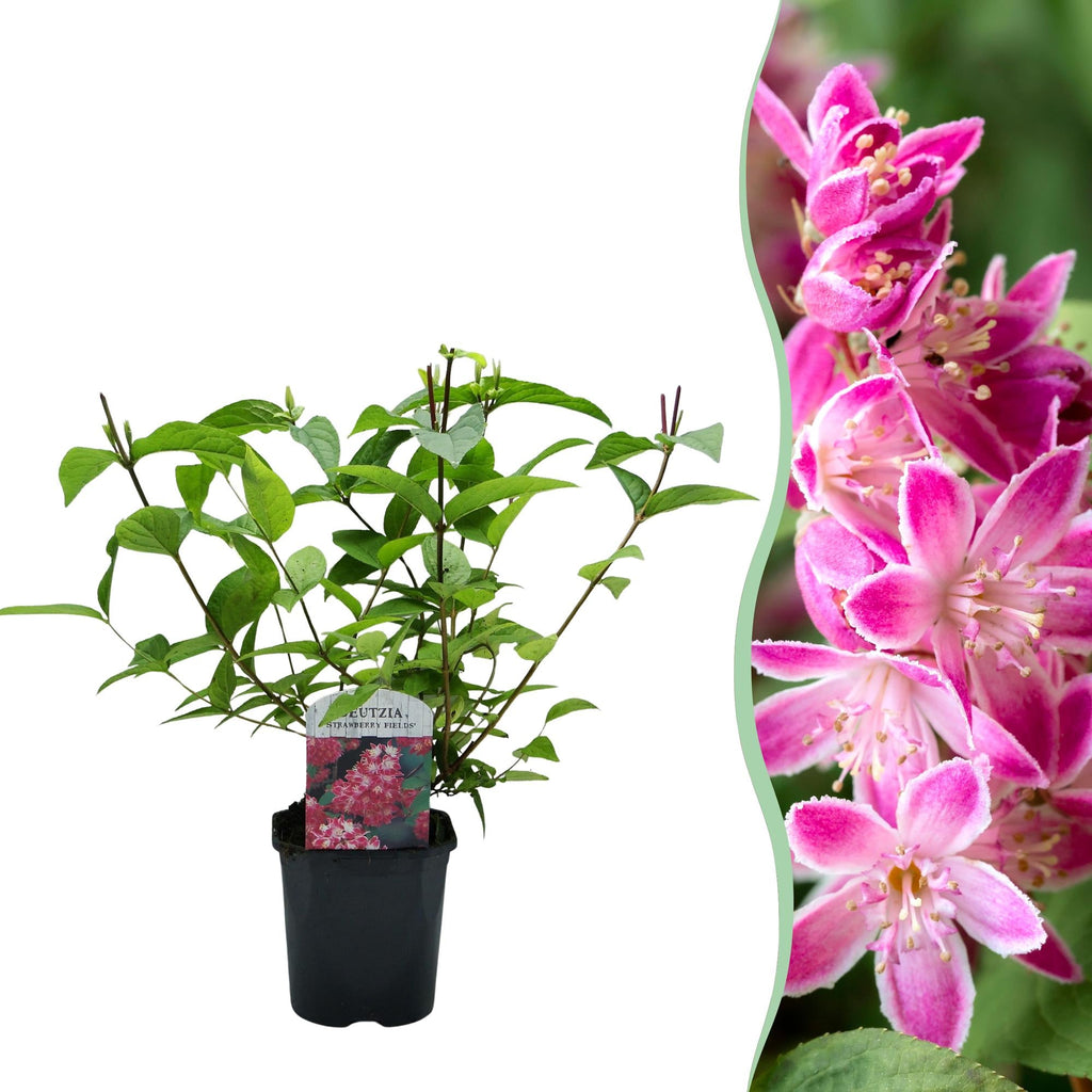 Sternchenstrauch – Deutzia hybrida Strawberry Fields – Rosa Blüten – Strauch – 17cm – Höhe 45cm – Wenig Pflege – Plant